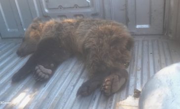 Αρκουδάκι χτυπήθηκε σε τροχαίο και εγκαταλείφθηκε, αλλά σώθηκε χάρη στην άμεση επέμβαση αρμοδίων φορέων