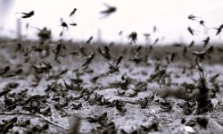 Όταν οι ακρίδες σκίασαν τον Αττικό ουρανό και ανάγκασαν τον δήμαρχο Πετράκη να τις επικηρύξει