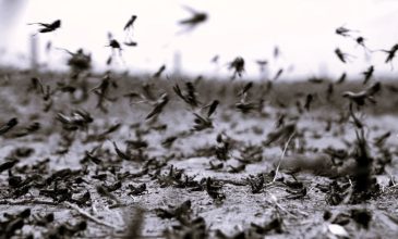 Όταν οι ακρίδες σκίασαν τον Αττικό ουρανό και ανάγκασαν τον δήμαρχο Πετράκη να τις επικηρύξει