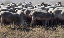 Ανησυχία για την εξάπλωση της ευλογιάς αιγοπροβάτων