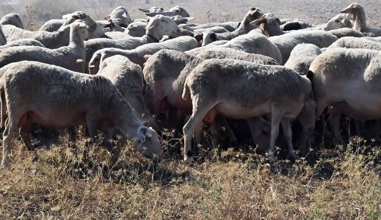 Ανησυχία για την εξάπλωση της ευλογιάς αιγοπροβάτων