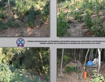 Εντοπίστηκε μεγάλη χασισοφυτεία σε δύσβατη περιοχή της Καρδίτσας