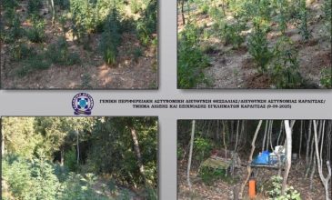 Εντοπίστηκε μεγάλη χασισοφυτεία σε δύσβατη περιοχή της Καρδίτσας