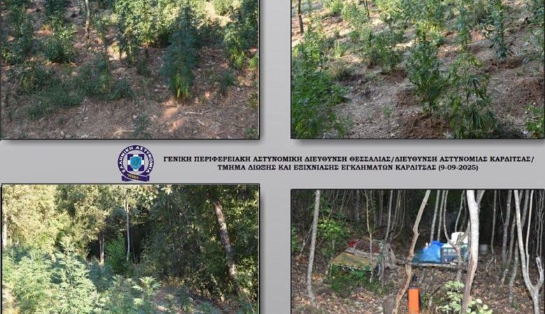 Εντοπίστηκε μεγάλη χασισοφυτεία σε δύσβατη περιοχή της Καρδίτσας