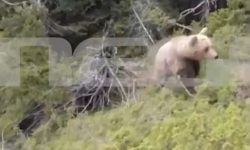 Σοκάρει βίντεο ντοκουμέντο από την επίθεση αρκούδας στον ορειβάτη στη Δράμα – Δείχνει την πτώση του στον γκρεμό