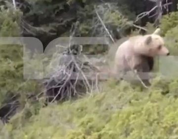 Σοκάρει βίντεο ντοκουμέντο από την επίθεση αρκούδας στον ορειβάτη στη Δράμα – Δείχνει την πτώση του στον γκρεμό