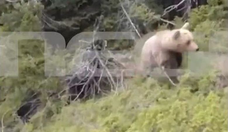 Σοκάρει βίντεο ντοκουμέντο από την επίθεση αρκούδας στον ορειβάτη στη Δράμα – Δείχνει την πτώση του στον γκρεμό