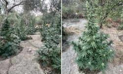 Συνελήφθησαν δύο άτομα για καλλιέργεια δενδρυλλίων κάνναβης στο Ρέθυμνο