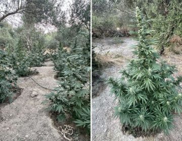 Συνελήφθησαν δύο άτομα για καλλιέργεια δενδρυλλίων κάνναβης στο Ρέθυμνο