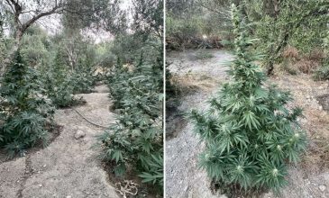 Συνελήφθησαν δύο άτομα για καλλιέργεια δενδρυλλίων κάνναβης στο Ρέθυμνο