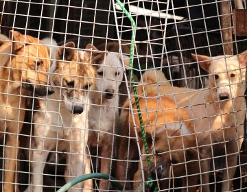 Συνελήφθη 47χρονος που είχε δεμένα με αλυσίδα 14 σκυλιά και μια γάτα σε κλουβί