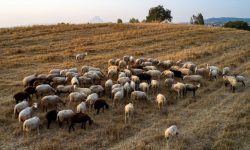 Ενισχύονται οι έλεγχοι και τα μέτρα για την ευλογιά των αιγοπροβάτων