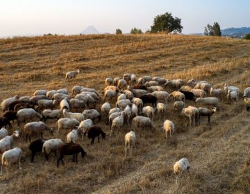 Κρούσματα της ευλογιάς των αιγοπροβάτων σε διακόσιες πενήντα εκτροφές στην Κεντρική Μακεδονία