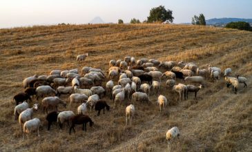 Ενισχύονται οι έλεγχοι και τα μέτρα για την ευλογιά των αιγοπροβάτων