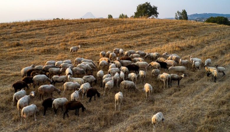 ΕΟΦ: Δεν υφίσταται αδειοδοτημένο εμβόλιο κατά της ευλογιάς των αιγοπροβάτων στην Ελλάδα και στην ΕΕ
