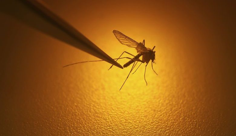 Δύο νέα κρούσματα λοίμωξης από τον ιό του Δυτικού Νείλου την τελευταία εβδομάδα