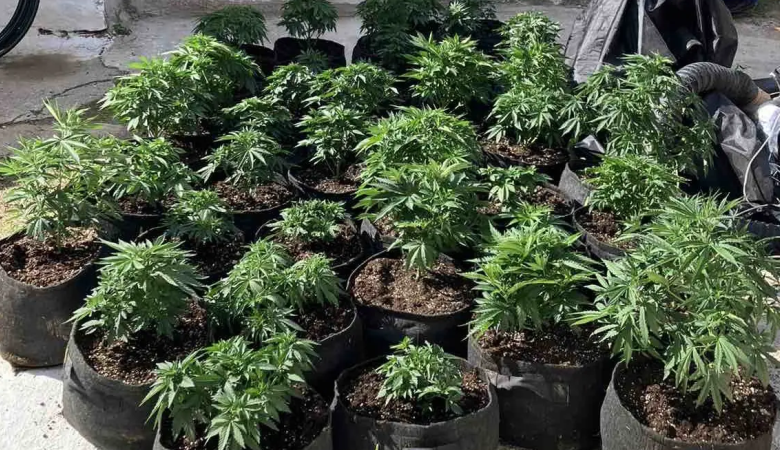 Εξαρθρώθηκε εγκληματική οργάνωση καλλιέργειας και διακίνησης κάνναβης στην Τροιζηνία