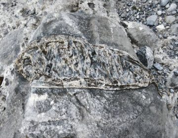 Βρέθηκε απολίθωμα ψαριού στο φαράγγι της Σαμαριάς στα Χανιά