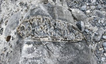 Βρέθηκε απολίθωμα ψαριού στο φαράγγι της Σαμαριάς στα Χανιά