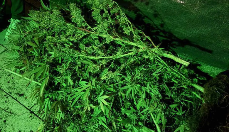 Εντοπίστηκε πλήρως εξοπλισμένο εργαστήριο καλλιέργειας κάνναβης σε σπίτι στο Γαλάτσι