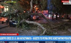 Θεσσαλονίκη: Δέντρο καταπλάκωσε σταθμευμένο αυτοκίνητο – Τι είπε ο ιδιοκτήτης του οχήματος
