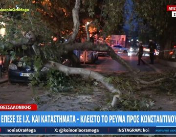 Θεσσαλονίκη: Δέντρο καταπλάκωσε σταθμευμένο αυτοκίνητο – Τι είπε ο ιδιοκτήτης του οχήματος