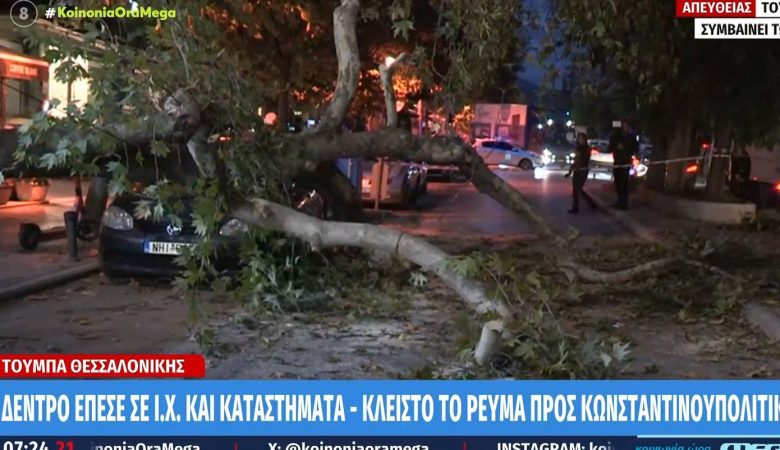 Θεσσαλονίκη: Δέντρο καταπλάκωσε σταθμευμένο αυτοκίνητο – Τι είπε ο ιδιοκτήτης του οχήματος