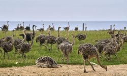 Θα θανατωθούν στον Καναδά 300 στρουθοκάμηλοι που προσβλήθηκαν από τη γρίπη των πτηνών