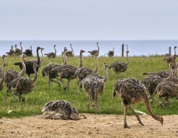 Θα θανατωθούν στον Καναδά 300 στρουθοκάμηλοι που προσβλήθηκαν από τη γρίπη των πτηνών
