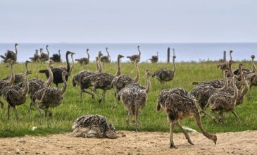 Θα θανατωθούν στον Καναδά 300 στρουθοκάμηλοι που προσβλήθηκαν από τη γρίπη των πτηνών