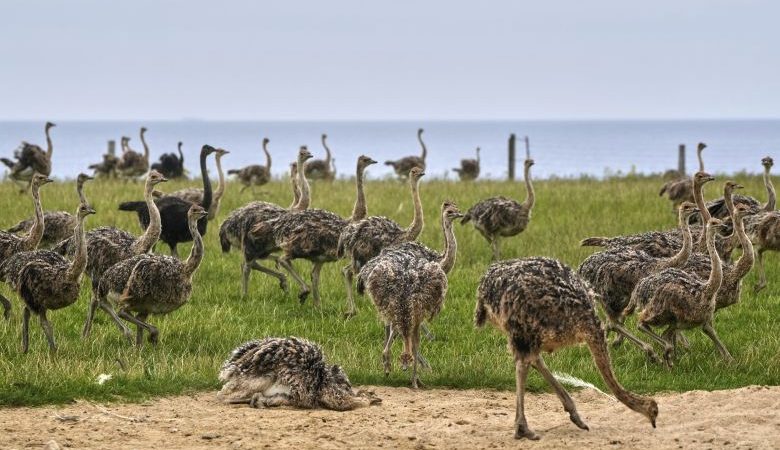 Θα θανατωθούν στον Καναδά 300 στρουθοκάμηλοι που προσβλήθηκαν από τη γρίπη των πτηνών
