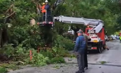 Ισχυροί άνεμοι προκάλεσαν πτώσεις δέντρων και ζημιές σε αυτοκίνητα στην Πάτρα