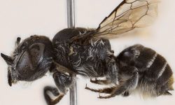 Αυστραλία: Ανακαλύφθηκε νέο είδος μέλισσας που ονομάστηκε «Λούσιφερ» λόγω της διαβολικής όψης της