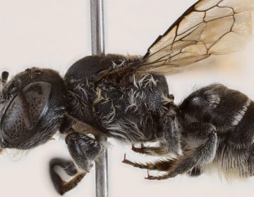 Αυστραλία: Ανακαλύφθηκε νέο είδος μέλισσας που ονομάστηκε «Λούσιφερ» λόγω της διαβολικής όψης της