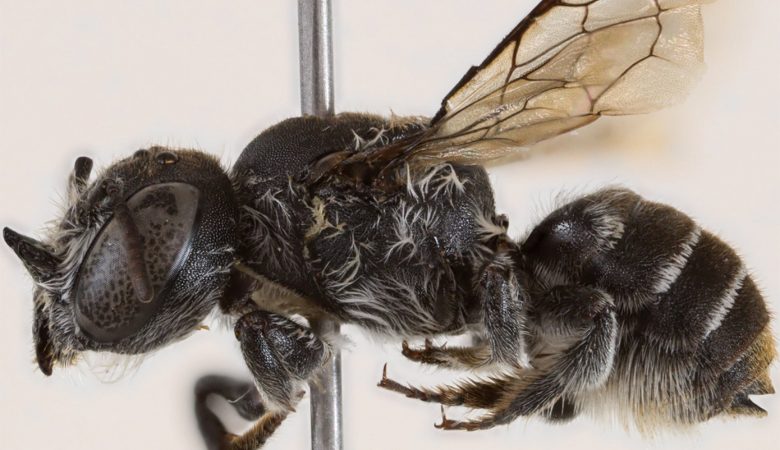 Αυστραλία: Ανακαλύφθηκε νέο είδος μέλισσας που ονομάστηκε «Λούσιφερ» λόγω της διαβολικής όψης της