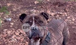 Τι έγινε με τον σκύλο που κατασπάραξε το 2χρονο αγοράκι στη Ζάκυνθο