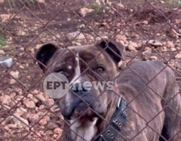 Τι έγινε με τον σκύλο που κατασπάραξε το 2χρονο αγοράκι στη Ζάκυνθο