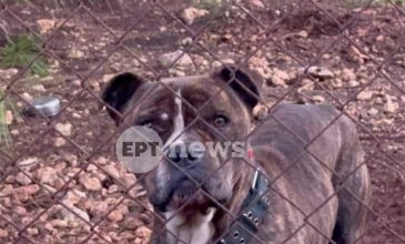 Τι έγινε με τον σκύλο που κατασπάραξε το 2χρονο αγοράκι στη Ζάκυνθο