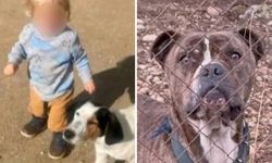 Την Τετάρτη το τελευταίο αντίο στο 2χρονο παιδί που δέχθηκε επίθεση από πίτμπουλ στη Ζάκυνθο