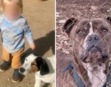 Την Τετάρτη το τελευταίο αντίο στο 2χρονο παιδί που δέχθηκε επίθεση από πίτμπουλ στη Ζάκυνθο