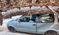 Πτώση μεγάλου δένδρου στην Θεσσαλονίκη προκάλεσε ζημιές σε αυτοκίνητα στη Χαριλάου