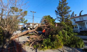 Θεσσαλονίκη: Έπεσαν δεκάδες δέντρα και πινακίδες από τους ισχυρούς ανέμους μέχρι και 8 μποφόρ
