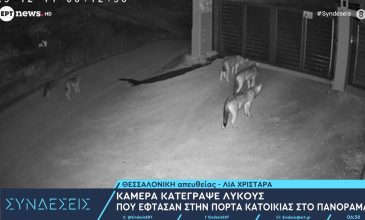 Δεν είναι εξοικειωμένοι με την ανθρώπινη παρουσία οι λύκοι που εμφανίστηκαν σε Πανόραμα και Θέρμη