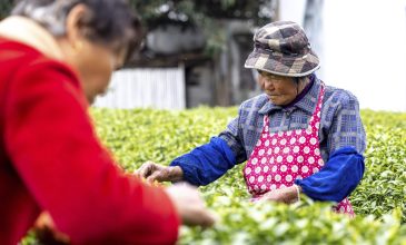 Το σχέδιο της Κίνας για την παγκόσμια κυριαρχία στο τσάι