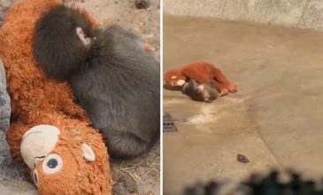 Ραγίζει καρδιές ένα μωρό πιθηκάκι που εγκαταλείφθηκε από την μητέρα του και βρήκε παρηγοριά σε έναν λούτρινο ουρακοτάγκο