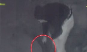 Συγκλονίζει ο κτηνοτρόφος από το Ρέθυμνο για το καρτέρι θανάτου: «Με άφησαν πεθαμένο, μου έκοψαν τη γλώσσα»