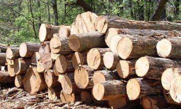 Εξαετή κάθειρξη σε 63χρονο για τον θάνατο 51χρονου σε εργασίες παράνομης υλοτομίας στην Αρέθουσα