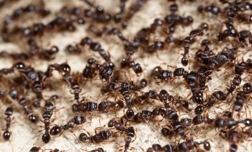 Κένυα: Συνελήφθη άνδρας που προσπάθησε να εξαγάγει λαθραία μέσα στις αποσκευές του 2.000 ζωντανά μυρμήγκια