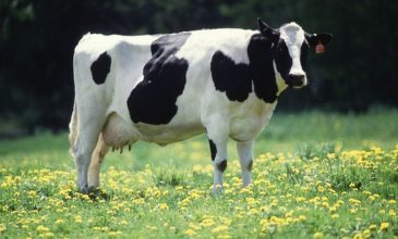 Αυστηρά μέτρα για τον αφθώδη πυρετό στα βοοδειδή στην Λέσβο