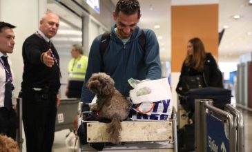 Έφτασε η πρώτη πτήση επαναπατρισμού κατοικιδίων από την Μέση Ανατολή: «Τα ζώα μας δεν είναι αποσκευές»